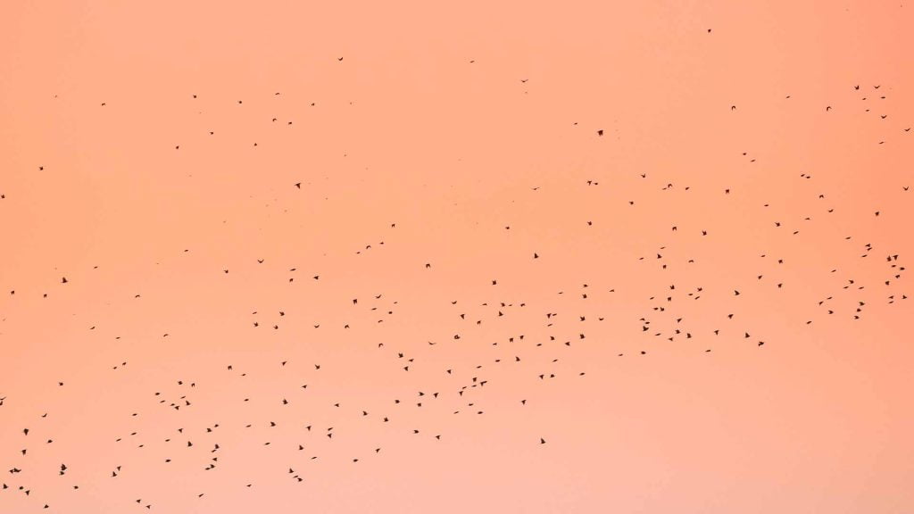 aves-migratorias-en-Mallorca